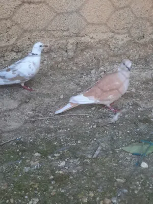 جوز حمام كريم شغالت 100% معها بيض