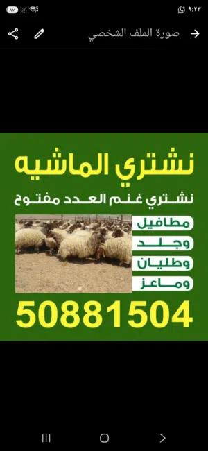 نشتري غنم العدد مفتوح