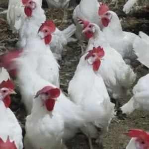دجاج مزارع بيض