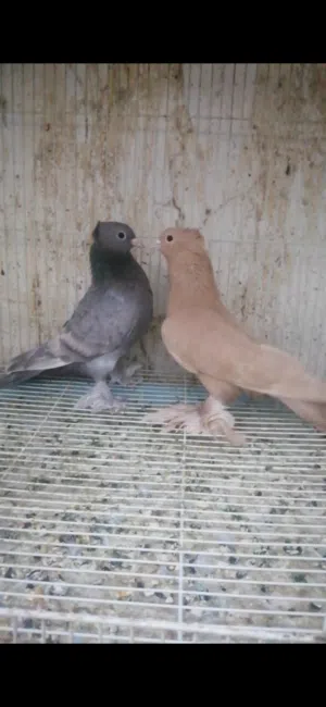مدينه امريكي ذكر انثاء على المنضور