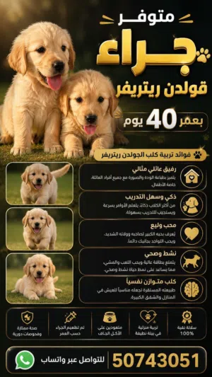 قولدن رتريفر