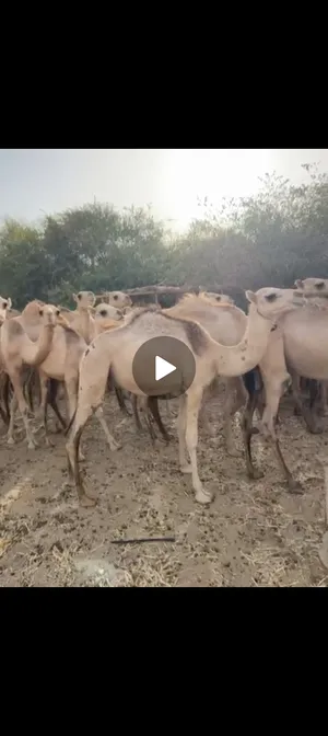 Camels0