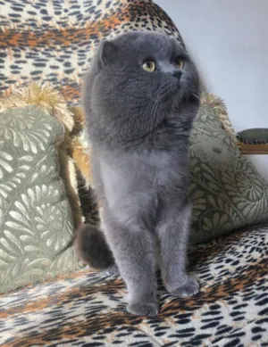 ذكر بريتش بلو شورت هير للتزاوج