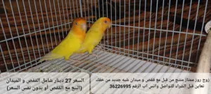 للبيع زوج روز ممتاز ممتاز منتج من قبل التفاصيل في الصوره