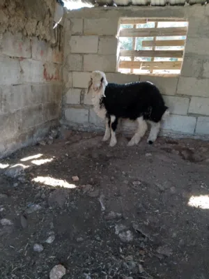 خروف للبيع