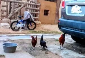دجاجتين وديك عربيات للبيع