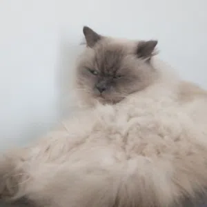 Yegor 