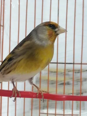 بندوق حسون لغه حلوه بالصلاه على النبي