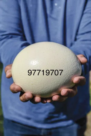 ابحث عن بيض نعام مخصب