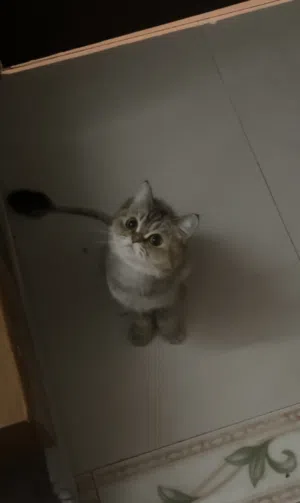 قطه انثى سكاتش ستريت للبيع