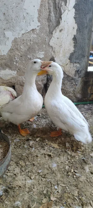 بش صيني للبيع اقره الوصف