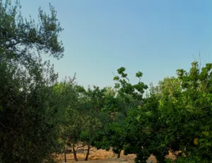 محمد محمد 