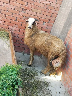 Sheep0