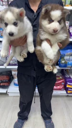 هاسكي للبيع