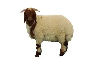 ‏غنم‏1