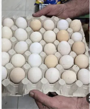 بيض للتفقيس بيض دجاج عربي