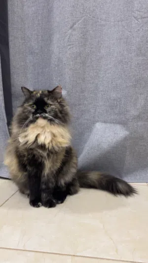 قطط للتبني cats for adoption