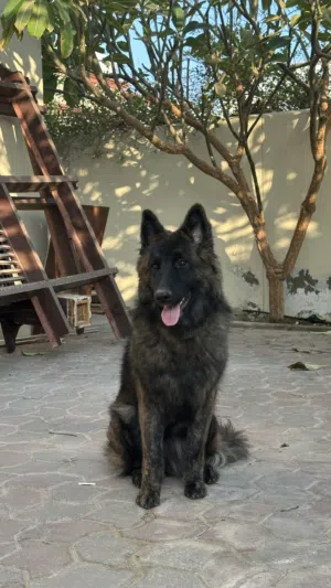 1 year old female dutch shepherd
