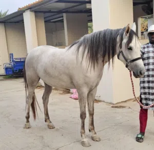 فرس عربية أصيلة بنت مخباط العمر 4 سنوات