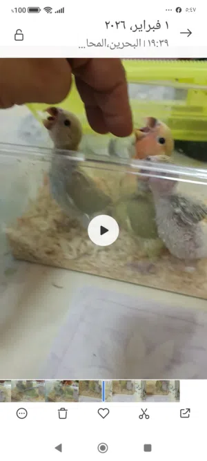 طيور لافبيرد للبيع