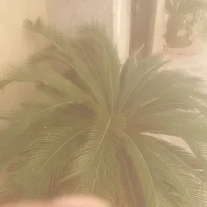 الحمد لله ألحمد لله