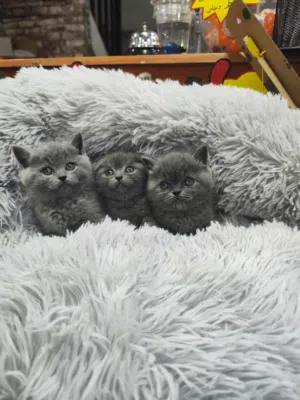 قطط سكوتش فولد وسكوتش ستريت بيور احضر الصور والريلز الاخير وشوف المستوى العالي