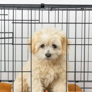 بوبي كلب مالتيز اسمه lolae