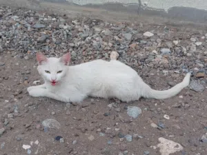 قطه لبيع سعر حلووو