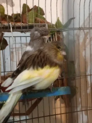 اقراء الوصف