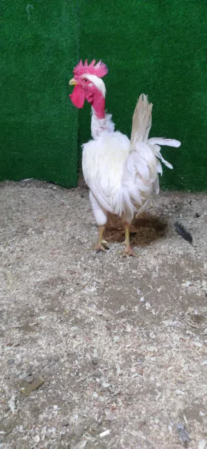 ديج ابو ركبه أبيض طلك عرفه سيافي نشط