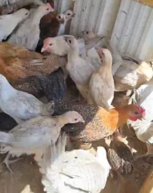 فروخ دجاج وفروخ بط متوفرة للبيع.
