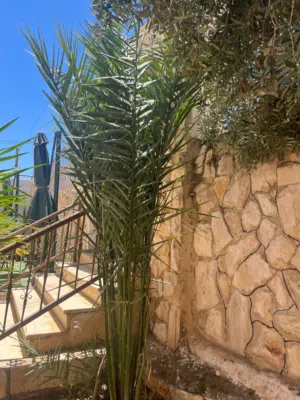 شجرة نخيل مثمره