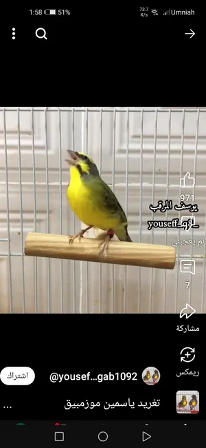 Birds4