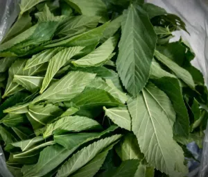 ملوخيه ورق مفرز
