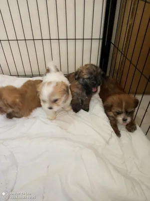 4 male puppies for sale BD 10