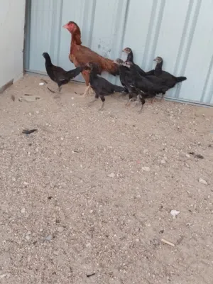 للبيع دجاجه هنديه مع فروخه عددهم8