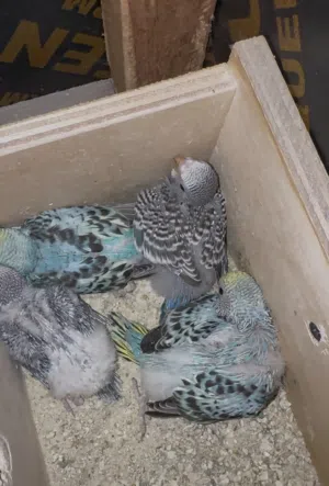 بلاك وينك سبلت طيور الهند