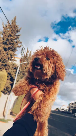 بيعه كلب حلو