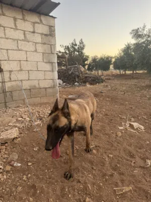 بلجيكي مالينوا