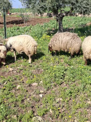 غنم درار للبيع جمع نضيف واحده حبات
