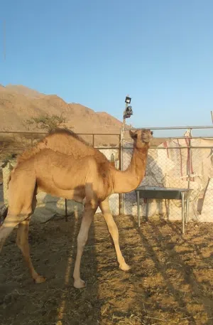 جعود انتاج ركض