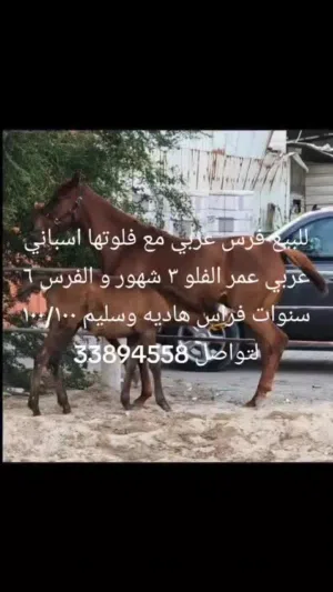 خيل عربي حامل
