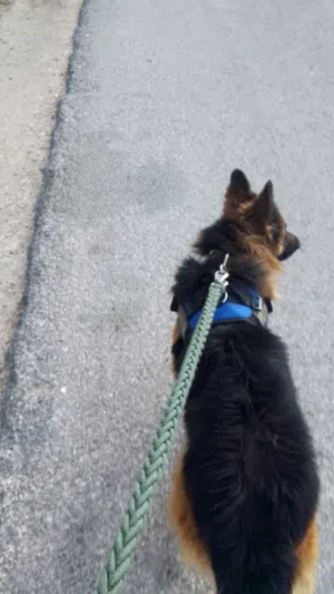 جيرمن شيبرد شو لاين للبيع