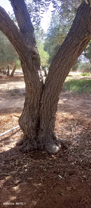 موجود اشجار زيتون للبيع معمره احجام مختلفه
