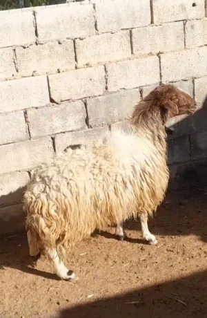عقائق ذبائح نذر غنم بلدي سن نظيف الموقع سحاب الأسعار 150 إلى 175