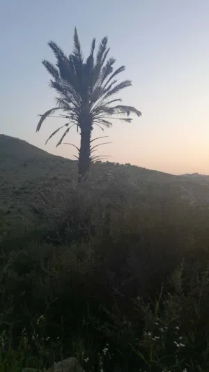اراضي بقرى جنين طابو سلطه كميه كبيره