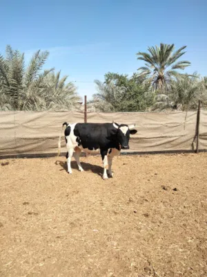 للبيع ثيران طيبة ما شاء الله