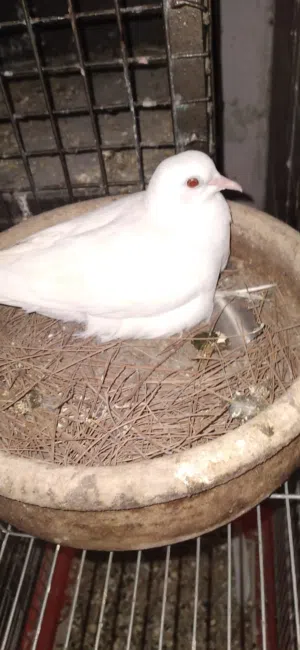 جوزين يا كريم