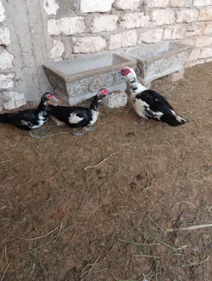 متوفر عندنه بط مصري البيع اقراء الوصف