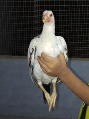 دجاج باكستاني شوف الوضع